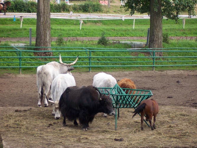 Mini ZOO