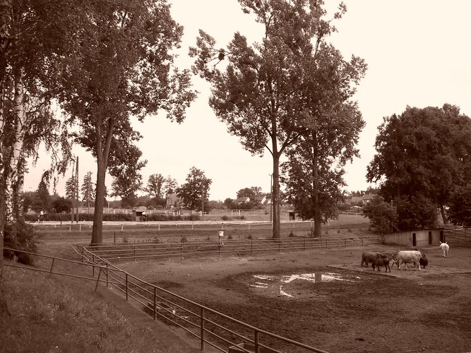 Tereny jeździeckie